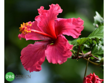 Minden a hibiszkuszról: Termesztés, gondozás és tippek a tökéletes trópusi kerthez