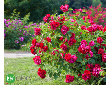 Hogyan kell gondozni a rózsákat májusban: Tippek a kertészek számára