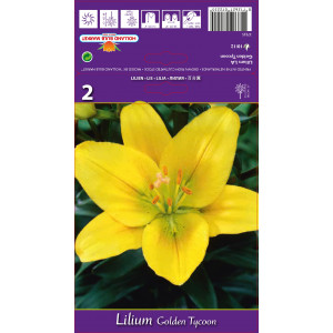 Ázsiai Liliom hosszú virágokkal (LA) Golden Tycoon