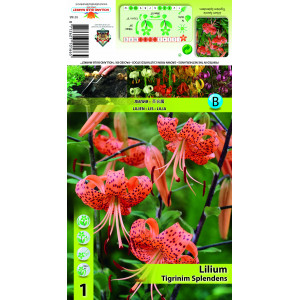Crin specie Tigrinum Splendens