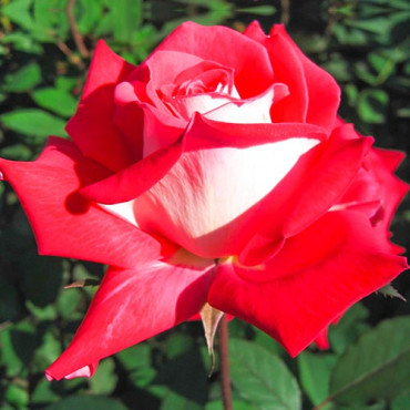Rózsa teahibrid Bicolette