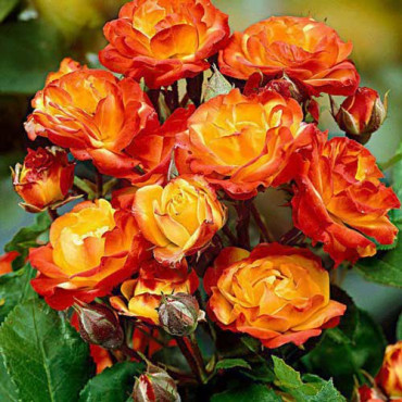 Rózsa floribunda Rumba