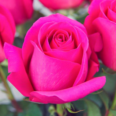 Rózsa teahibrid Pink