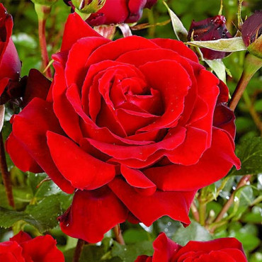 Rózsa teahibrid Red