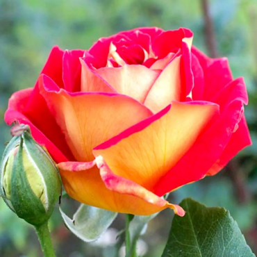 Rózsa teahibrid Red & Yellow