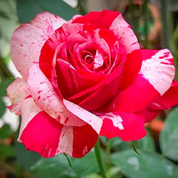 Rózsa teahibrid White & Red