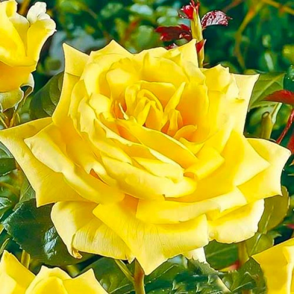Rózsa teahibrid Yellow
