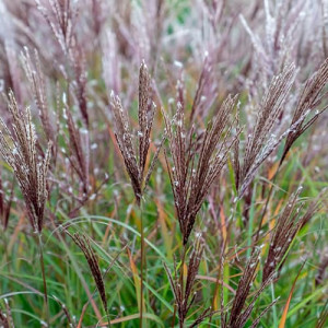 Molnárpántlika (Miscanthus) Ferner Osten