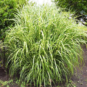 Molnárpántlika (Miscanthus) Zebrinus