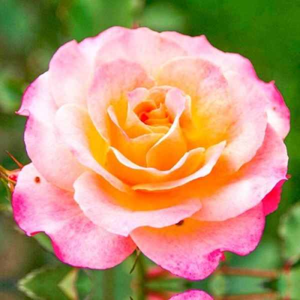 Rózsa teahibrid Lemon Pink