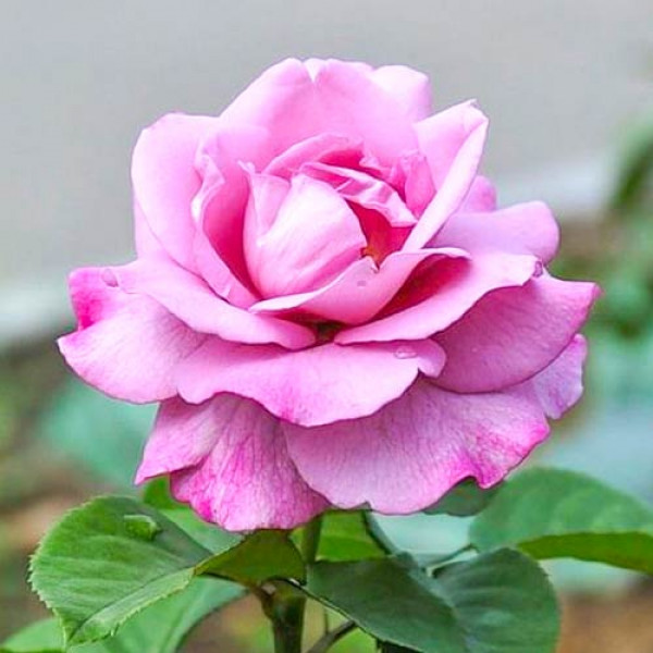 Rózsa teahibrid Violet