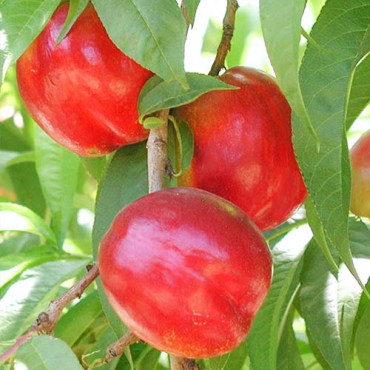 Nektarin Aeris
