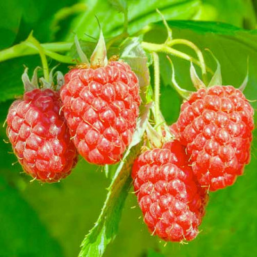 Szeder-Málna hibrid Loganberry