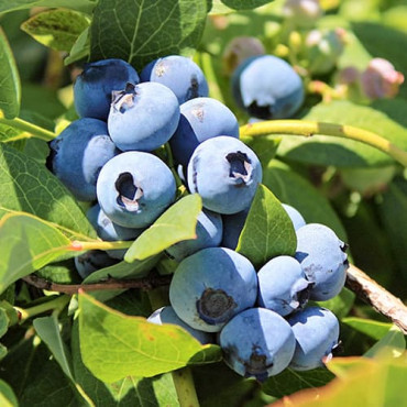 Áfonya Bluegold