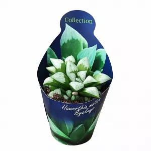 Haworthia Byakuya (Haworthia mutica) ø 10,5 cm-es cserépben