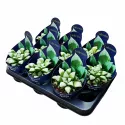 Haworthia Byakuya (Haworthia mutica) ø 10,5 cm-es cserépben