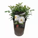 Snow Cap ® Törpe rózsa cserépben 3L
