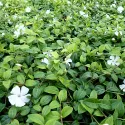 Kis meténg (Vinca minor) Alba Variegata