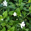 Kis meténg (Vinca minor) Alba Variegata