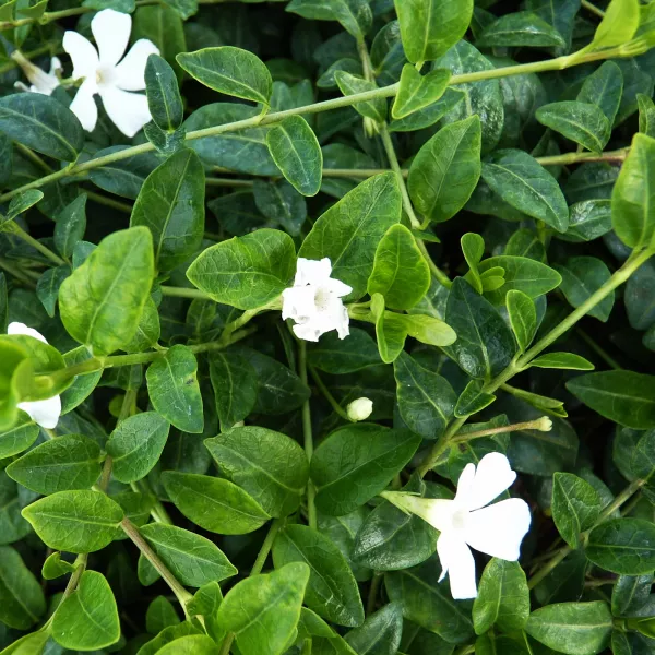Kis meténg (Vinca minor) Alba Variegata