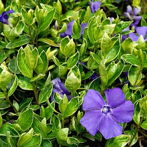 Kis meténg (Vinca minor) Ralph Shugert