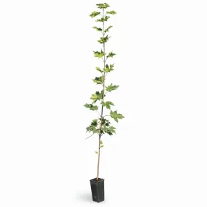 Korai juhar (Acer platanoides)