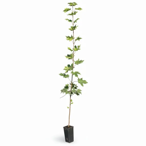 Korai juhar (Acer platanoides)
