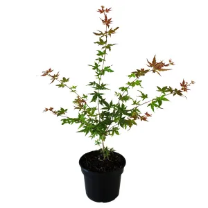 Japán juhar Phoenix (Acer palmatum Phoenix)