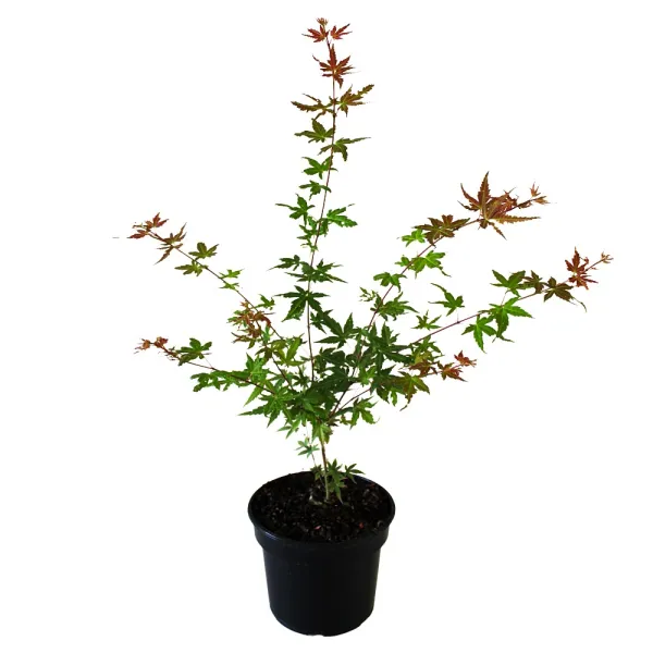 Japán juhar Phoenix (Acer palmatum Phoenix)