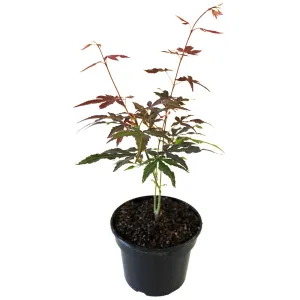 Bordó levelű japán juhar Atropurpureum (Acer palmatum Atropurpureum)