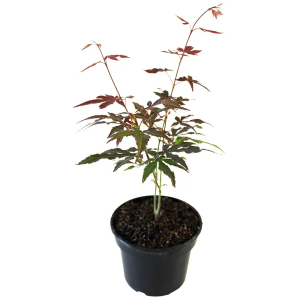 Bordó levelű japán juhar Atropurpureum (Acer palmatum Atropurpureum)
