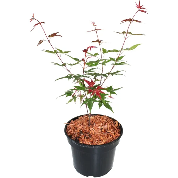 Japán juhar Beni Maiko (Acer palmatum Beni Maiko)
