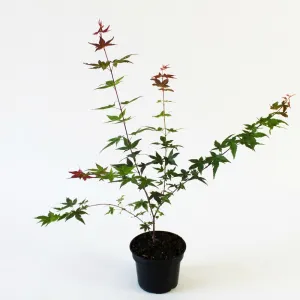Japán juhar Deshojo (Acer palmatum Deshojo)