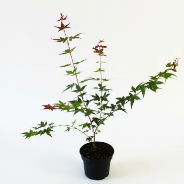 Japán juhar Deshojo (Acer palmatum Deshojo)
