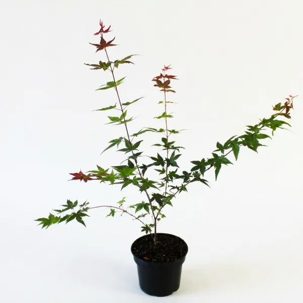 Japán juhar Deshojo (Acer palmatum Deshojo)