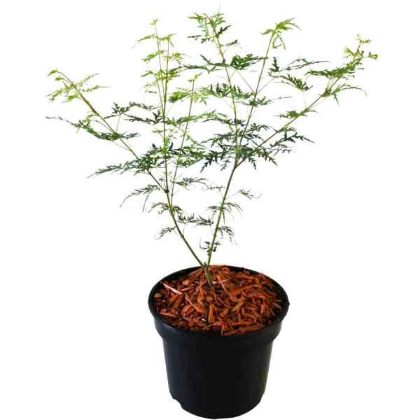Japán juhar Emerald Lace (Acer palmatum Emerald Lace)