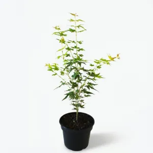 Japán juhar Katsura (Acer palmatum Katsura)