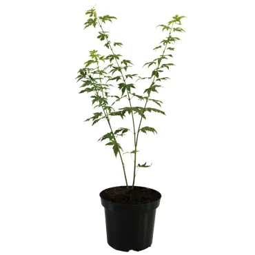 Japán juhar Orange Dream (Acer palmatum Orange Dream)