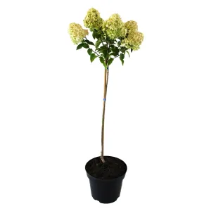 Magastörzsű bugás hortenzia Limelight® 5L-es cserépben