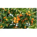 Kumkvat (Citrus japonica)