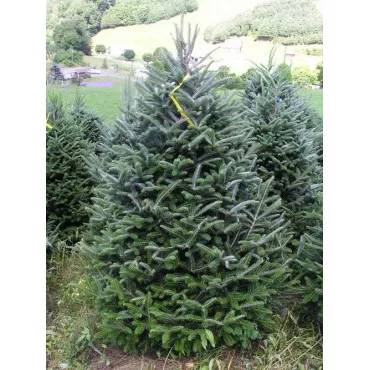 Fraser-jegenyefenyő (Abies fraseri) P6-os cserépben