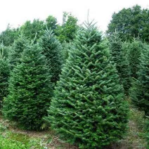 Balzsamfenyő (Abies balsamea) C1-es cserépben