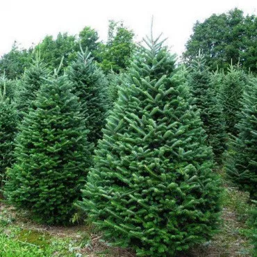 Balzsamfenyő (Abies balsamea) C1-es cserépben