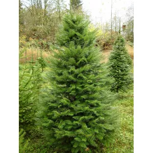 Óriás jegenyefenyő (Abies grandis) C1-es cserépben