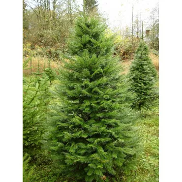 Óriás jegenyefenyő (Abies grandis) C1-es cserépben