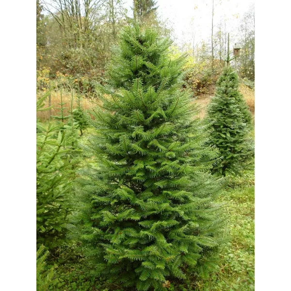 Óriás jegenyefenyő (Abies grandis) C1-es cserépben