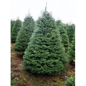 Nemes jegenyefenyő (Abies procera) C1-es cserépben