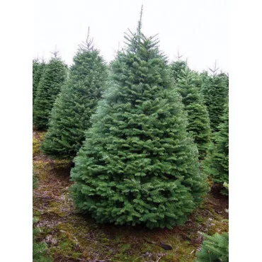 Nemes jegenyefenyő (Abies procera) C1-es cserépben