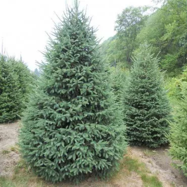 Szürke luc (Picea glauca Nova Scotia) C1-es cserépben