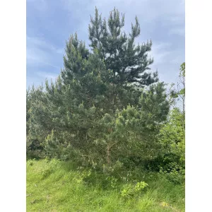 Erdeifenyő (Pinus sylvestris) C1-es cserépben